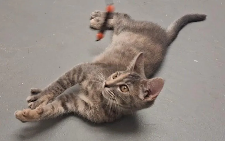 A young medium-sized female Domestic Short Hair cat named Niko for adoption in Floyd, VA