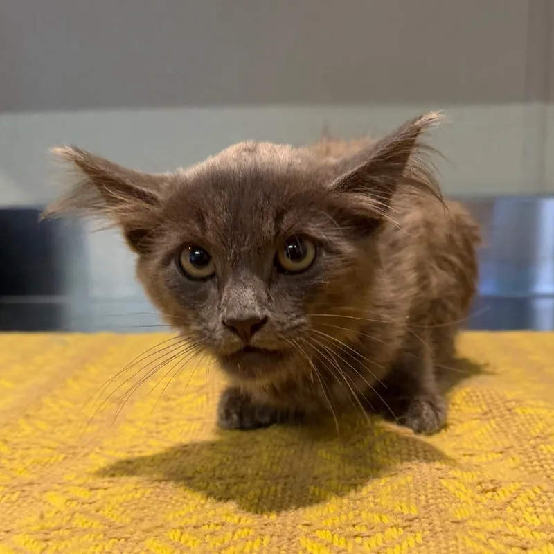 IVHSStray