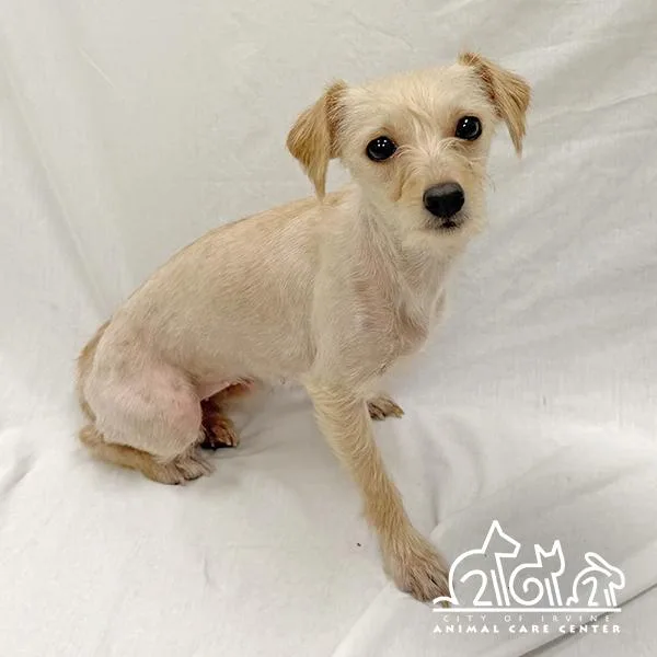 A young small-sized female Parson Russell Terrier dog named Libby for adoption in Irvine, CA