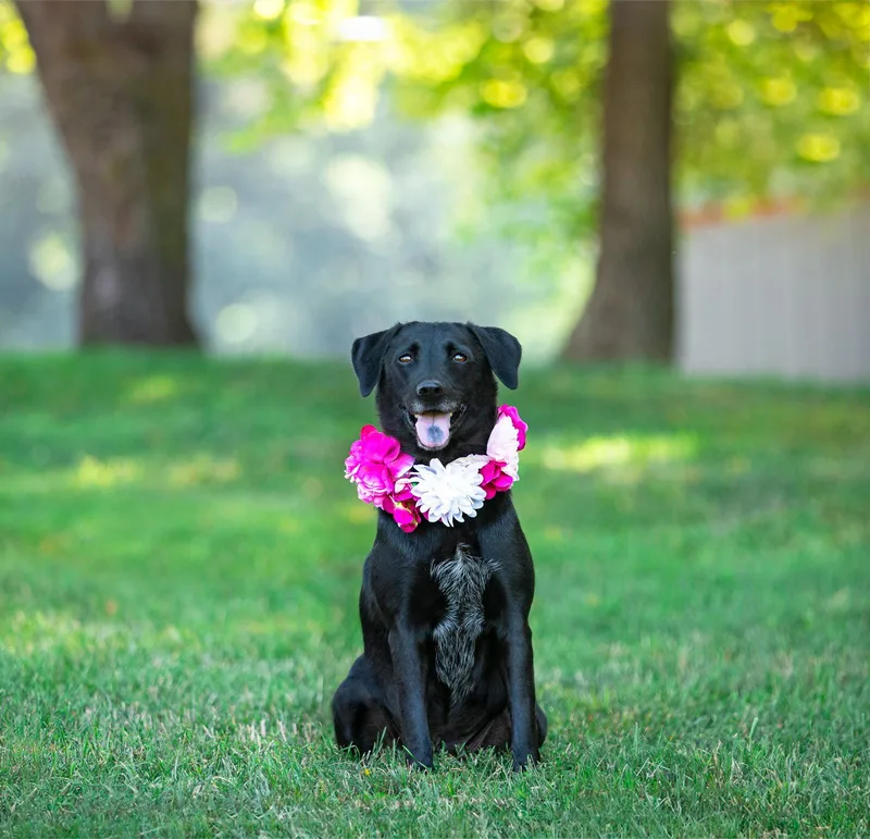 An adult medium-sized female Labrador Retriever dog named Kassie for adoption in Coatesville, PA