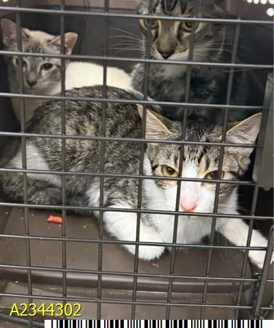 A baby small-sized female Domestic Short Hair cat named Nebula for adoption in West Palm Beach, FL