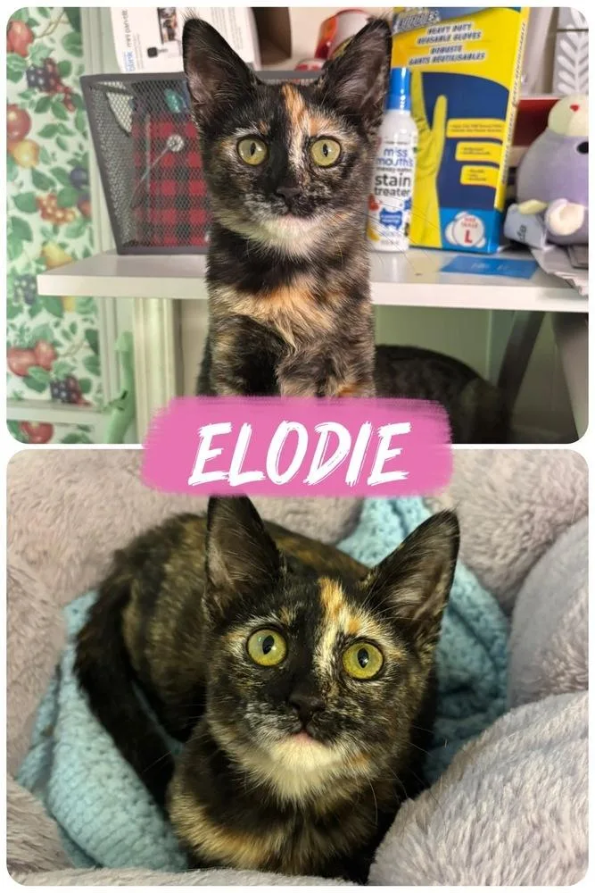 A baby small-sized female Domestic Short Hair cat named Elodie for adoption in West Mifflin, PA