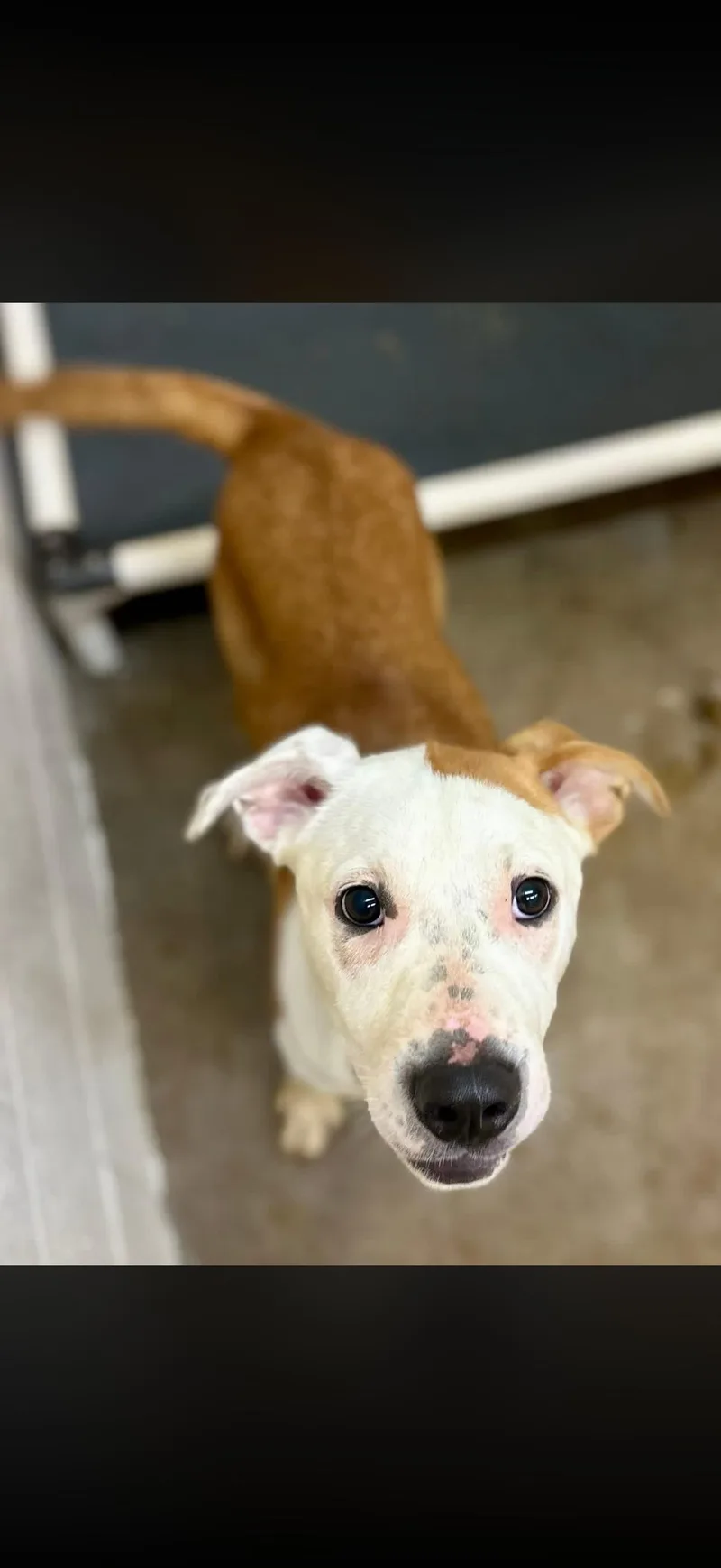 A young medium-sized male Yellow / Tan / Blond / Fawn Pit Bull Terrier dog named Norbert for adoption in Sherman, TX