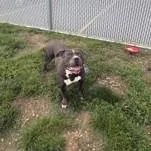 An adult large-sized male Gray / Blue / Silver American Staffordshire Terrier dog named Andre for adoption in Joliet, IL