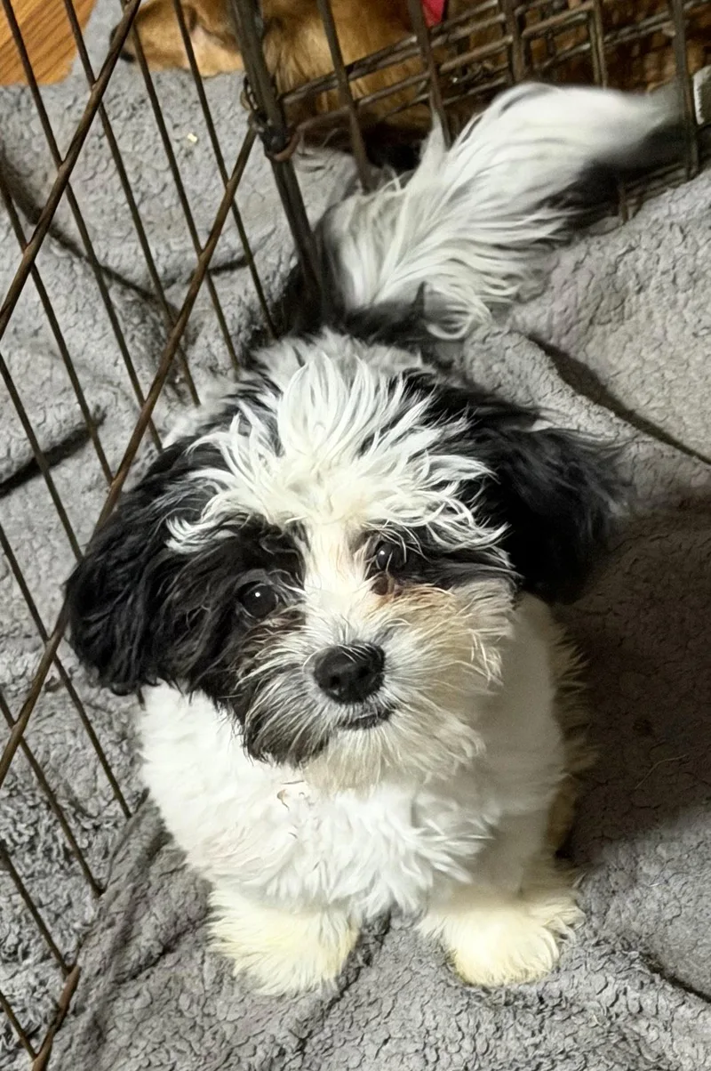 A baby small-sized female Shih Tzu dog named River for adoption in Sioux Falls, SD