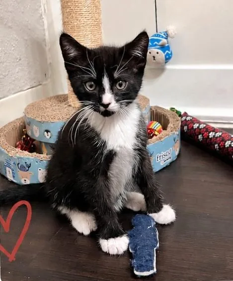 A baby small-sized male Domestic Short Hair cat named Mister Mushnik for adoption in Sacramento, CA