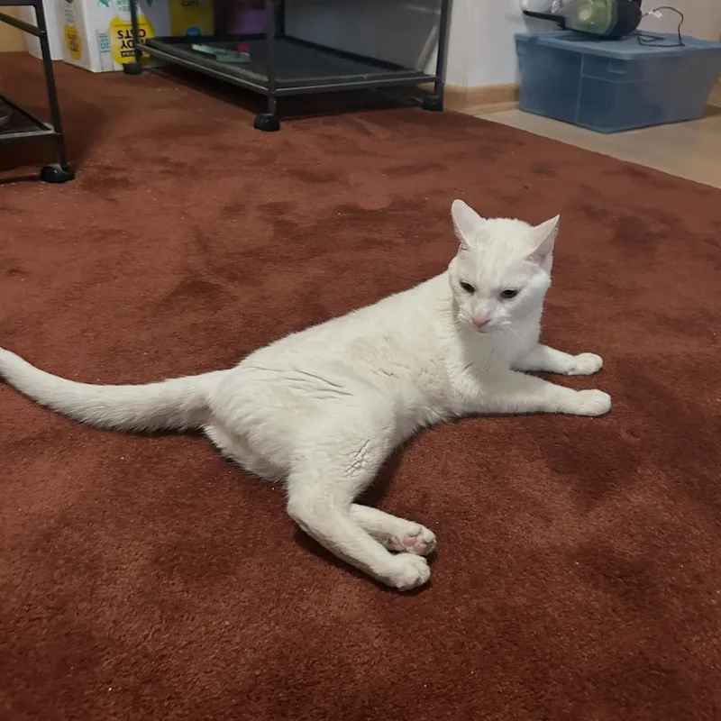 A senior medium-sized male White Domestic Short Hair cat named Mohawk for adoption in Mokena, IL