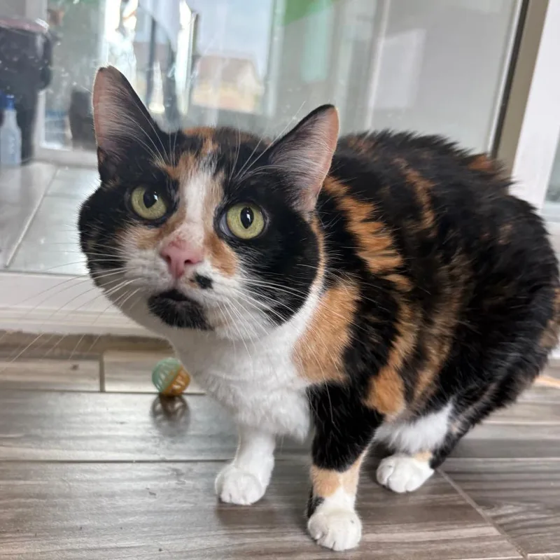 A senior small-sized female Calico Domestic Short Hair cat named Goomba for adoption in West Des Moines, IA