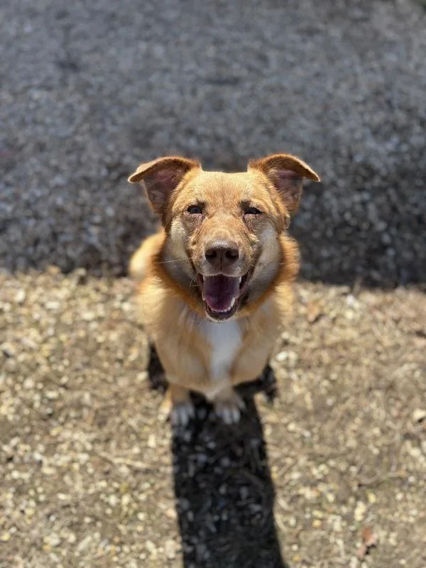 An adult medium-sized female German Shepherd Dog dog named Noel Molly for adoption in Osage Beach, MO