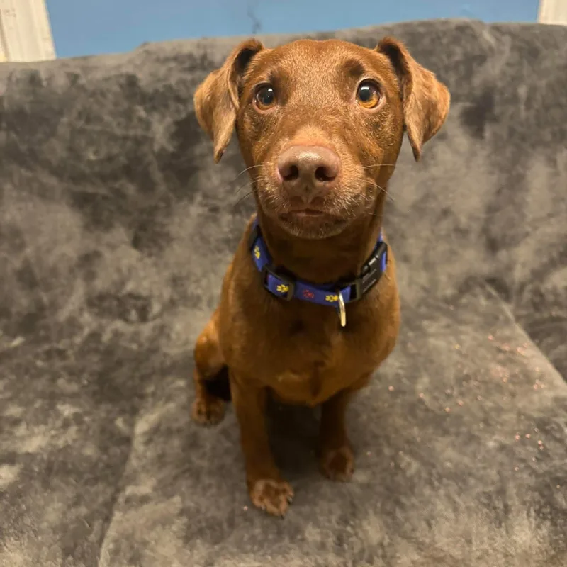 An adult small-sized male Miniature Pinscher dog named Shock for adoption in Sunderland, MD