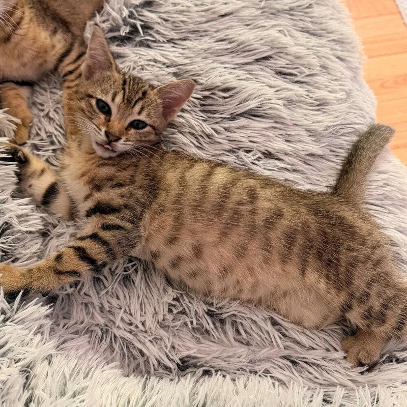 A baby medium-sized male Domestic Short Hair cat named Set for adoption in Candler, NC
