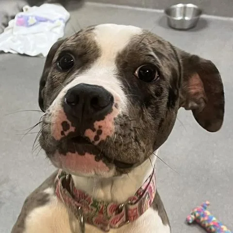 A young medium-sized female Gray / Blue / Silver Boxer dog named Merlot for adoption in Baltimore, MD