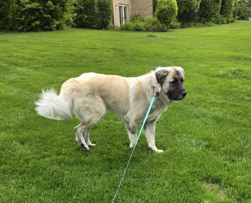 A young large-sized male Black Great Pyrenees dog named Titan for adoption in Orland Park, IL