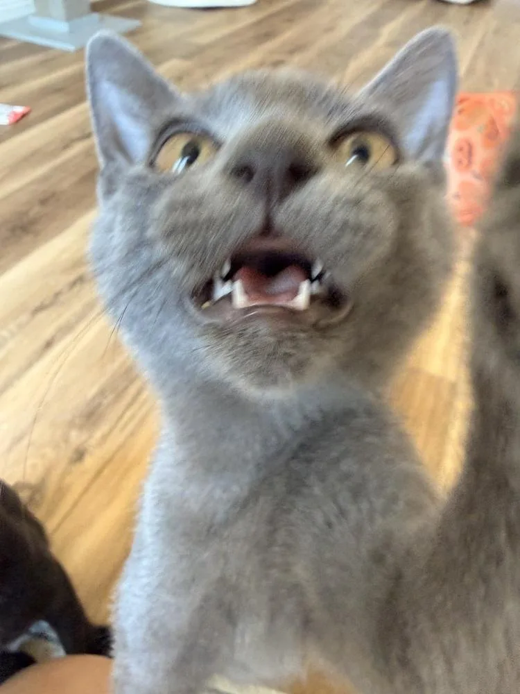 Mufasa Jafari thumbnail 5