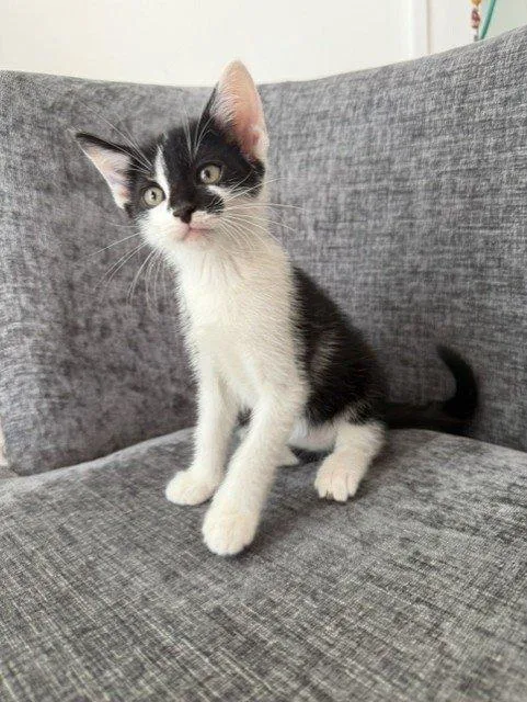 A baby small-sized male Black Domestic Short Hair cat named Gandalf for adoption in Raleigh, NC
