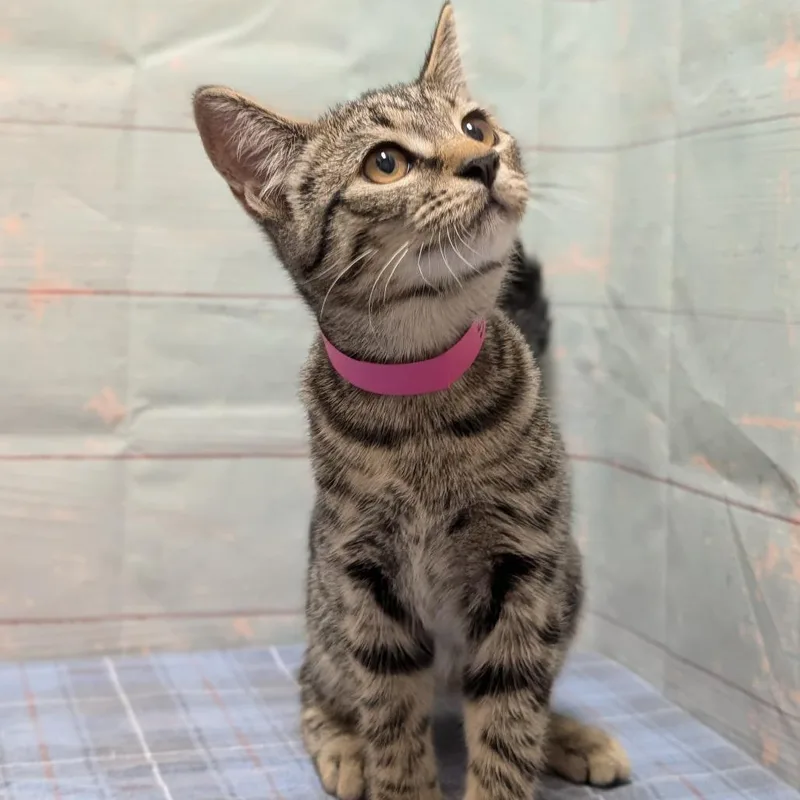 A baby medium-sized female Brown / Chocolate Domestic Short Hair cat named Sun for adoption in Spokane, WA