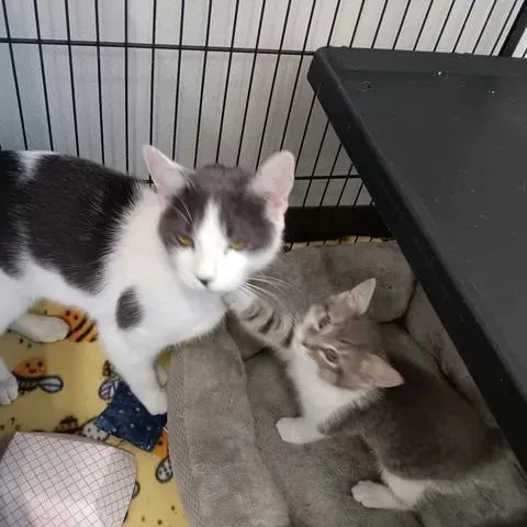 A baby small-sized female Gray / Blue / Silver Domestic Short Hair cat named Taffy for adoption in Winthrop, ME