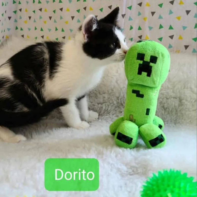 An adult large-sized male Domestic Short Hair cat named Dorito for adoption in Muncie, IN