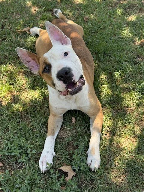 An adult medium-sized male Pit Bull Terrier dog named Angus Boy for adoption in Riverside, CA
