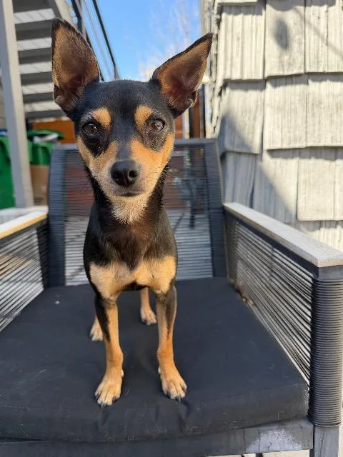 A young small-sized female Miniature Pinscher dog named Azalea for adoption in Reno, NV