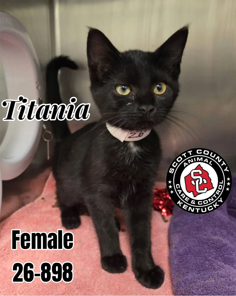 A baby small-sized female Domestic Short Hair cat named Titania for adoption in Georgetown, KY