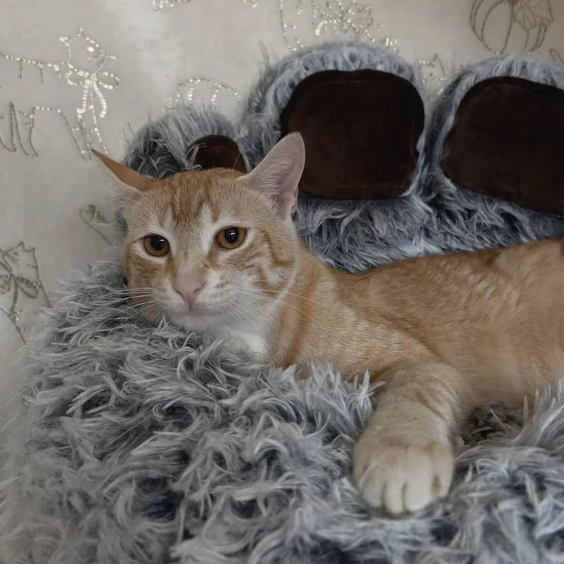 An adult medium-sized male Orange / Red Domestic Short Hair cat named Butterscotch for adoption in Deerfield, IL