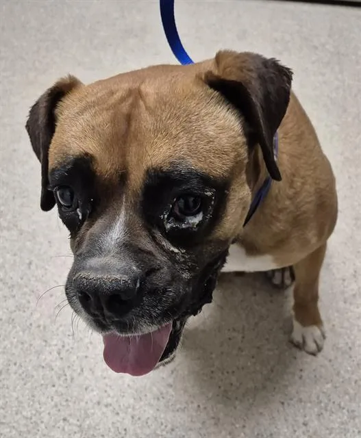 An adult medium-sized male Boxer dog named A for adoption in Bakersfield, CA