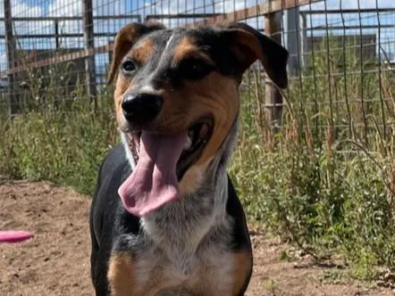 A young medium-sized female Mixed Breed dog named Lucky Charms for adoption in Santa Fe, NM