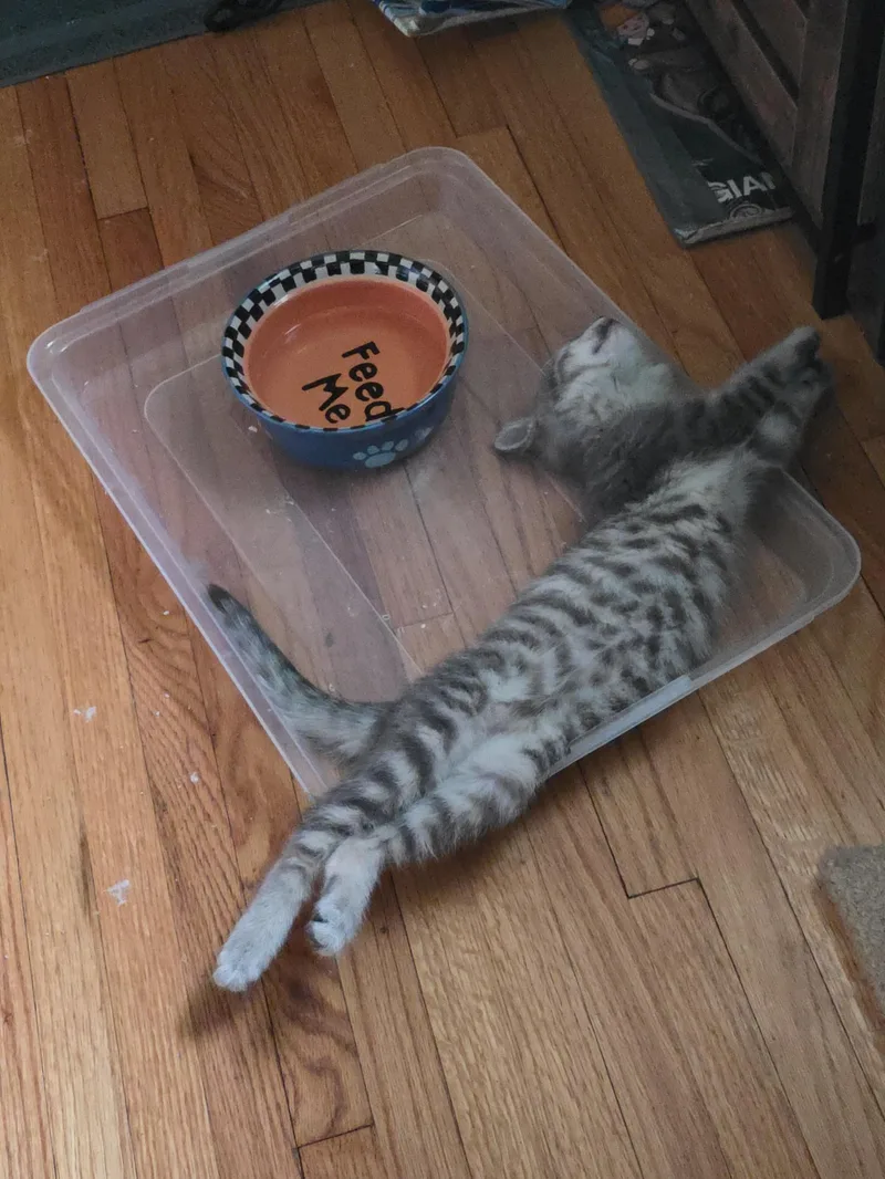 A baby medium-sized female Tabby (Gray / Blue / Silver) Domestic Short Hair cat named Rhea for adoption in Minneapolis, MN