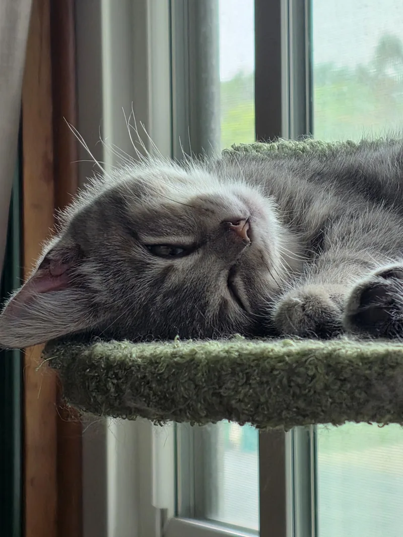 Rhea thumbnail 3