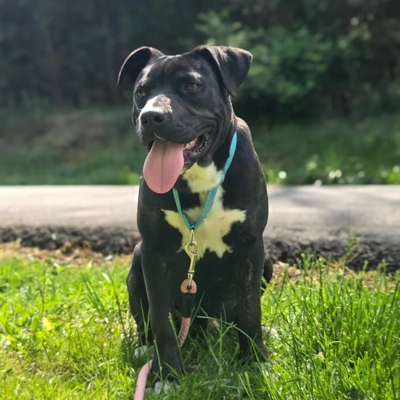 A young medium-sized male Black American Staffordshire Terrier dog named Diesel for adoption in Newport, TN