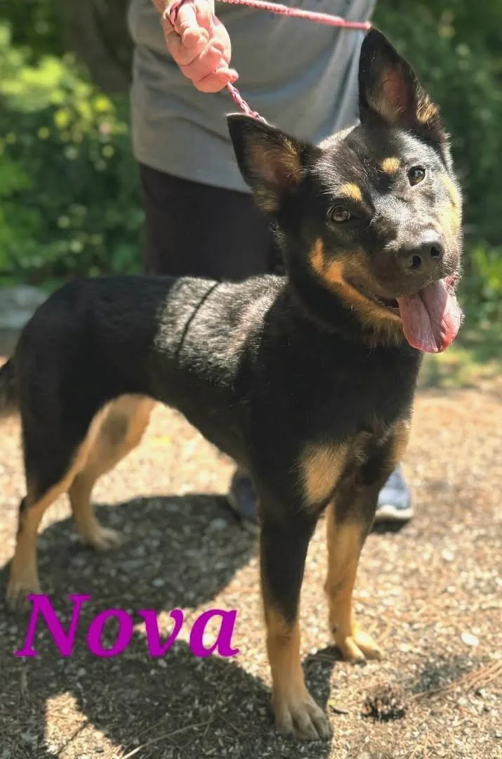 A young medium-sized female German Shepherd Dog dog named Nova lbs & trained for adoption in Holly Springs, MS