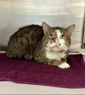 An adult medium-sized male Tabby (Brown / Chocolate) Domestic Short Hair cat named Myles for adoption in Parsippany, NJ