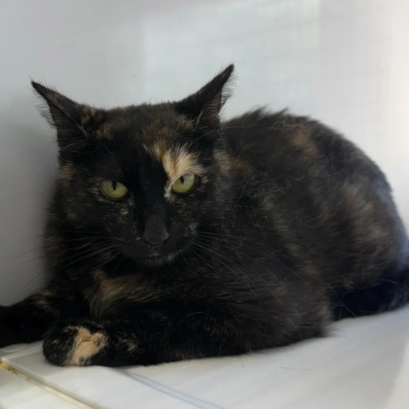 A young medium-sized female Domestic Short Hair cat named Biscuit for adoption in Ewing, NJ