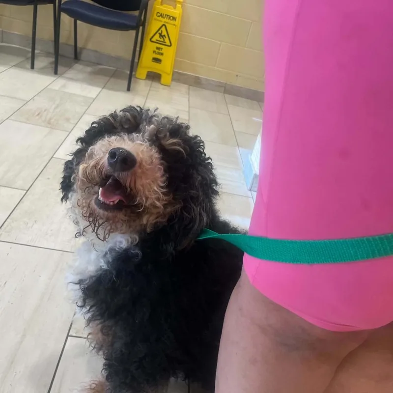 An adult medium-sized male Black Bernese Mountain Dog dog named S'mores for adoption in Pasadena , MD