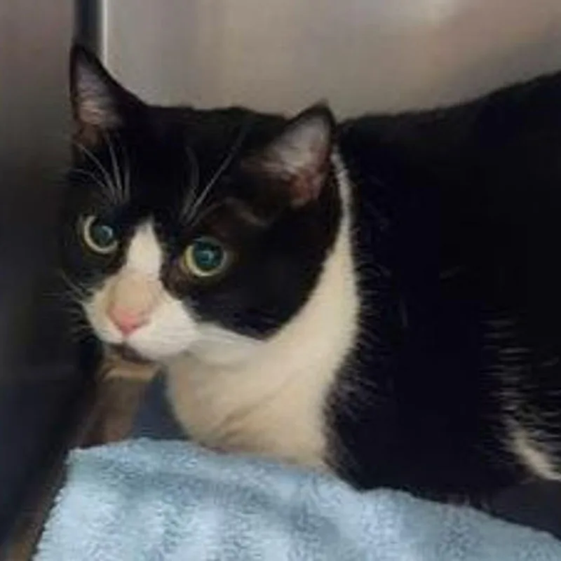 An adult medium-sized female Black & White / Tuxedo Domestic Short Hair cat named Kitters for adoption in Lake Havasu City, AZ