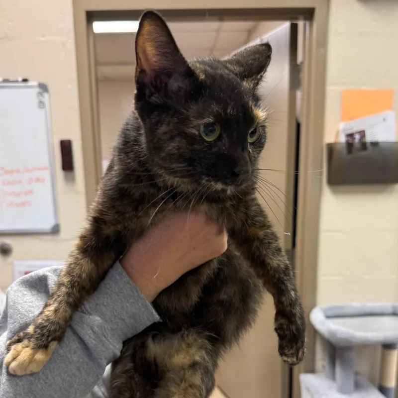An adult medium-sized female Tortoiseshell Domestic Short Hair cat named Rockel for adoption in Birmingham, AL