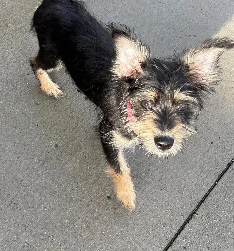 A baby small-sized female Terrier dog named Penny for adoption in Plymouth, MI