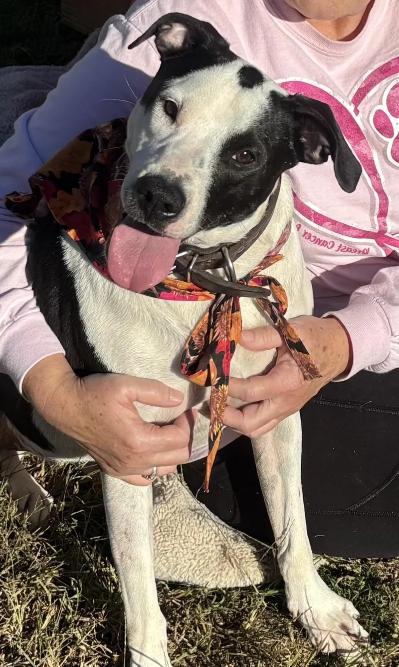 Dottie Urgent thumbnail 2