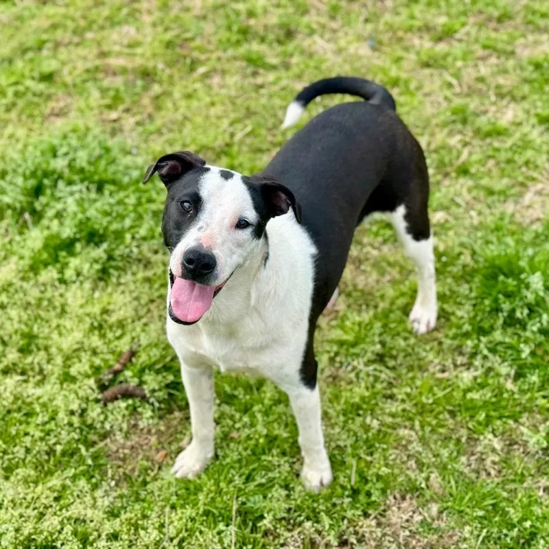 Dottie Urgent thumbnail 4