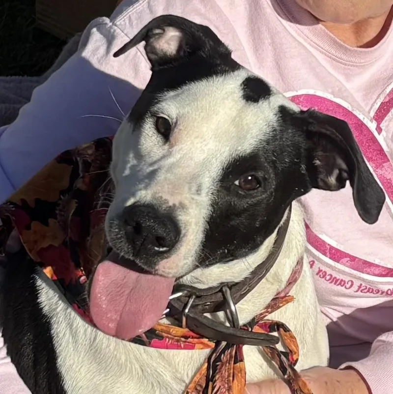 Dottie Urgent thumbnail 5