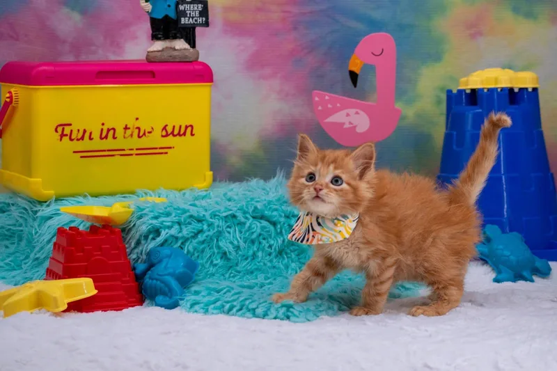 A baby small-sized male Orange / Red Domestic Short Hair cat named Malibu for adoption in Sevierville, TN