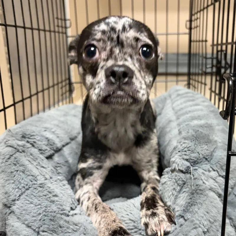 A young small-sized female French Bulldog dog named HACCStray for adoption in Henderson, NV