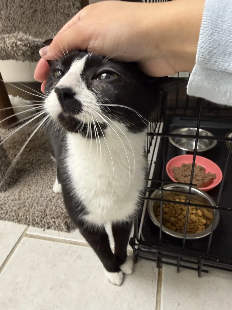 A young medium-sized male Black & White / Tuxedo Domestic Short Hair cat named Melvy for adoption in Medford, MA