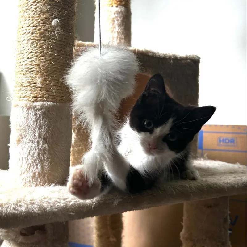 An adult small-sized male Black Domestic Medium Hair cat named Blaze for adoption in Chantilly, VA