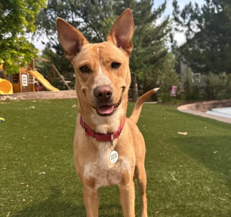 A young medium-sized female Golden Carolina Dog dog named Princess Daisy for adoption in Mead, CO