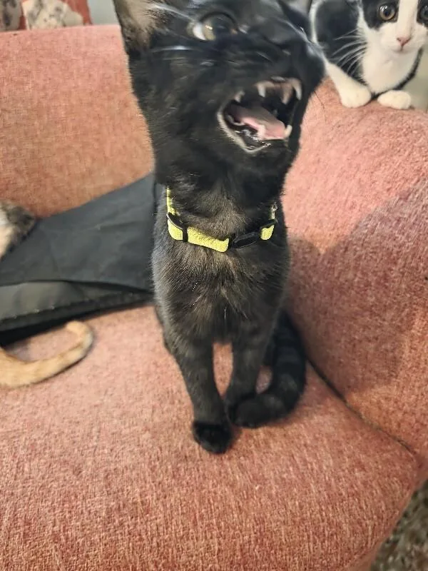 A young medium-sized male Black Domestic Short Hair cat named Matt for adoption in Maitland, FL