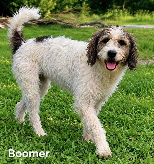 A young medium-sized male Standard Poodle dog named Boomer for adoption in Franklin, TN