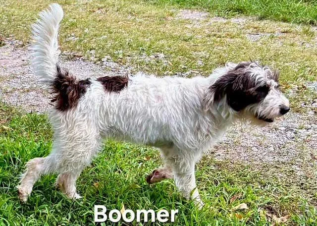 Boomer thumbnail 2