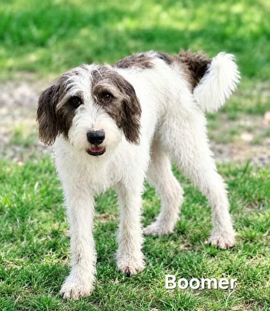 Boomer thumbnail 3